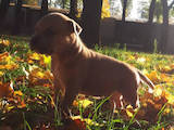 Собаки, щенята Американський стаффордширський тер'єр, ціна 3000 Грн., Фото