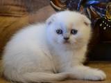 Кошки, котята Шотландская вислоухая, цена 6800 Грн., Фото