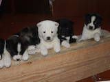 Собаки, щенки Американский акита, цена 6000 Грн., Фото