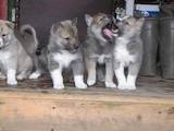 Собаки, щенки Западно-Сибирская лайка, цена 1200 Грн., Фото