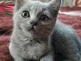 Кошки, котята Британская короткошерстная, цена 500 Грн., Фото
