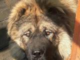Собаки, щенки Кавказская овчарка, цена 6000 Грн., Фото