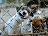 Собаки, щенята Гладкошерста фокстер'єр, ціна 500 Грн., Фото