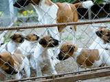 Собаки, щенята Гладкошерста фокстер'єр, ціна 500 Грн., Фото