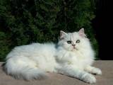 Кошки, котята Британская длинношёрстная, цена 7000 Грн., Фото