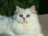 Кішки, кошенята Британська довгошерста, ціна 7000 Грн., Фото