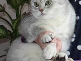 Кішки, кошенята Британська короткошерста, ціна 5600 Грн., Фото