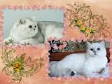 Кошки, котята Британская короткошерстная, цена 5600 Грн., Фото