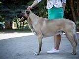 Собаки, щенята Турецька Кангал, ціна 12500 Грн., Фото