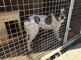 Собаки, щенята Середньоазіатська вівчарка, ціна 100 Грн., Фото