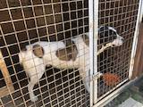 Собаки, щенята Середньоазіатська вівчарка, ціна 100 Грн., Фото