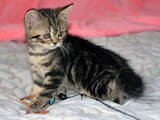 Кішки, кошенята Шотландська короткошерста, ціна 900 Грн., Фото