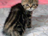Кошки, котята Шотландская короткошерстная, цена 900 Грн., Фото