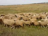 Животноводство,  Сельхоз животные Бараны, овцы, цена 40 Грн., Фото
