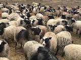Животноводство,  Сельхоз животные Бараны, овцы, цена 40 Грн., Фото