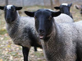 Животноводство,  Сельхоз животные Бараны, овцы, цена 100 Грн., Фото