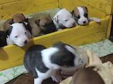 Собаки, щенки Американский стаффордширский терьер, цена 2500 Грн., Фото