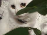 Кішки, кошенята Турецька Ангора, ціна 700 Грн., Фото