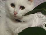 Кошки, котята Турецкая ангора, цена 700 Грн., Фото
