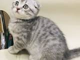 Кошки, котята Шотландская вислоухая, цена 3400 Грн., Фото