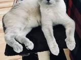 Кошки, котята Шотландская вислоухая, цена 3400 Грн., Фото