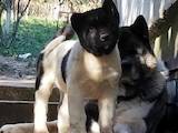 Собаки, щенята Американський акіта, ціна 16500 Грн., Фото