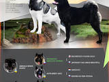 Собаки, щенята Американський акіта, ціна 48500 Грн., Фото