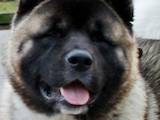 Собаки, щенята Американський акіта, ціна 48500 Грн., Фото