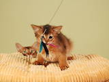Кошки, котята Сомалийская, цена 15000 Грн., Фото