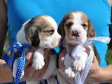 Собаки, щенки Бигль, цена 10000 Грн., Фото