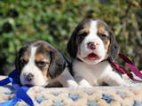 Собаки, щенята Бігль, ціна 10000 Грн., Фото