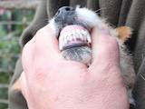 Собаки, щенята Джек Рассел тер'єр, ціна 6500 Грн., Фото