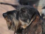 Собаки, щенки Жесткошерстная такса, цена 8000 Грн., Фото