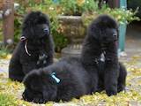 Собаки, щенки Ньюфаундленд, цена 11000 Грн., Фото