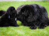 Собаки, щенята Ньюфаундленд, ціна 11000 Грн., Фото