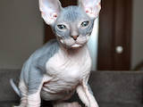Кошки, котята Донской сфинкс, цена 6500 Грн., Фото