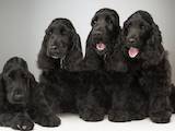 Собаки, щенята Англійський коккер, ціна 13000 Грн., Фото