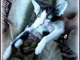Кошки, котята Ориентальная, цена 5000 Грн., Фото