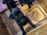 Собаки, щенята Мопс, ціна 3400 Грн., Фото
