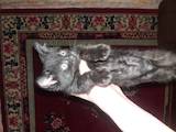 Кошки, котята Азиатская дымчатая, цена 100000 Грн., Фото