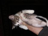 Кошки, котята Азиатская дымчатая, цена 100000 Грн., Фото