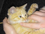 Кошки, котята Разное, цена 5 Грн., Фото