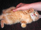 Кішки, кошенята Різне, ціна 5 Грн., Фото