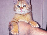 Кішки, кошенята Різне, ціна 5 Грн., Фото