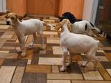 Собаки, щенята Англійський пойнтер, ціна 5000 Грн., Фото