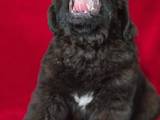 Собаки, щенята Ньюфаундленд, ціна 30000 Грн., Фото