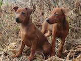 Собаки, щенки Карликовый пинчер, цена 6500 Грн., Фото