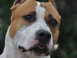 Собаки, щенки Американский стаффордширский терьер, цена 6000 Грн., Фото