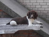 Собаки, щенята Англійська Спрінгер спаніель, ціна 5500 Грн., Фото