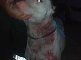 Собаки, щенята Аргентинський дог, ціна 600 Грн., Фото